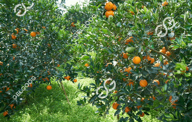 ferme d'orangers