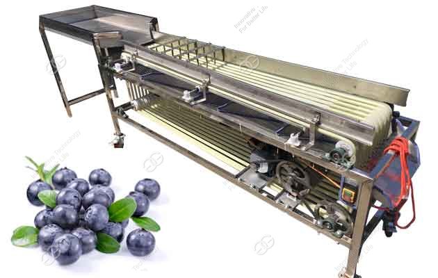 machine de calibrage des myrtilles