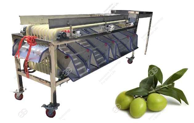 machine de calibrage des olives