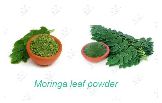 comment s&eacute;cher les feuilles de moringa
