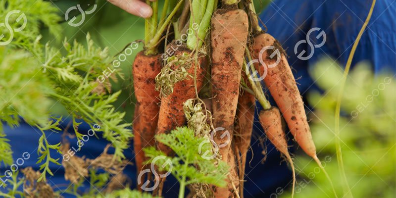 transformation des carottes de champ