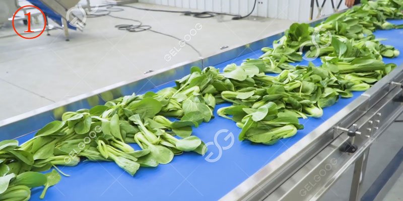 tapis de cueillette de laitue pour usine de transformation de laitue