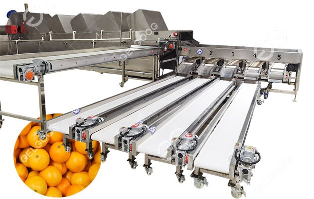 Machine de calibrage d'agrumes à vendre